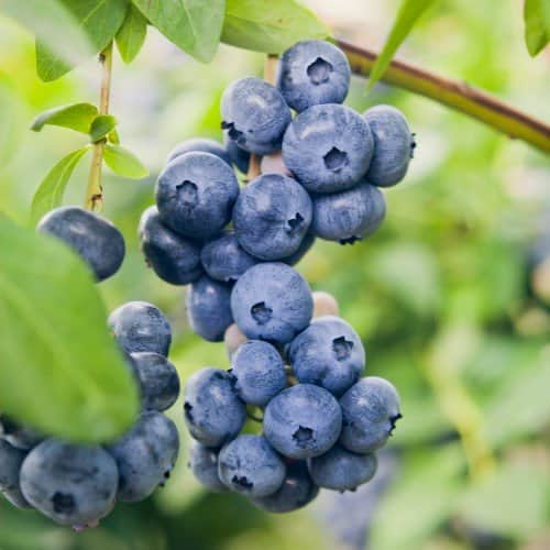 vaccinium-northland-10-pack-i-kruka-1