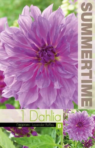 dekorativ-dahlia-lavender-ruffles-1st-1