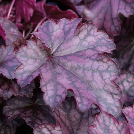 alunrot-blackberry-jam-12cm-kruka-1