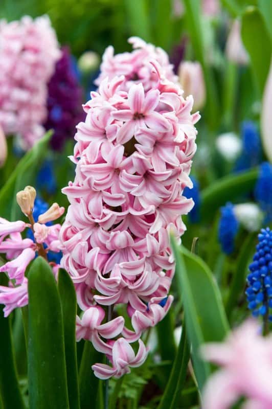 hyacint-splendid-cornelia-5st-1