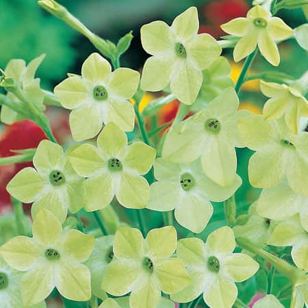 blomstertobak-lime-green-fr-3