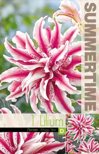 orientlilja-magic-star-1st-1