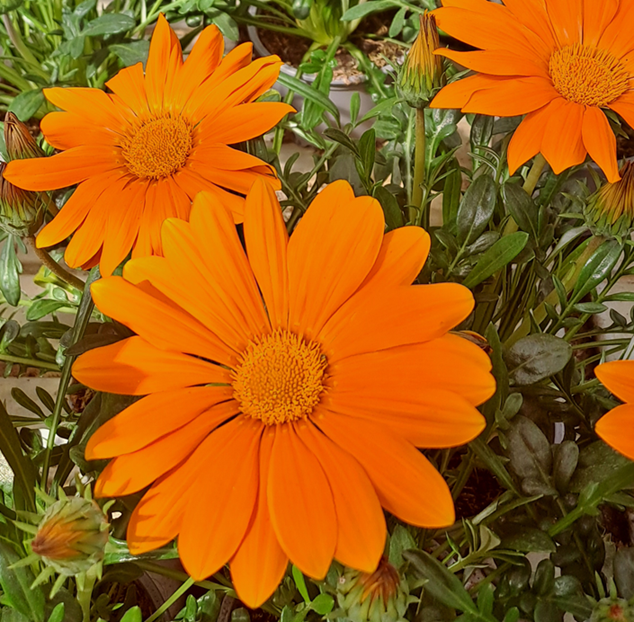 pfgelsblomster-gazoo-clear-orange-105cm-kruka-1