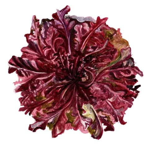 plocksallat-red-salad-bowl-svenskodlat-fr-1