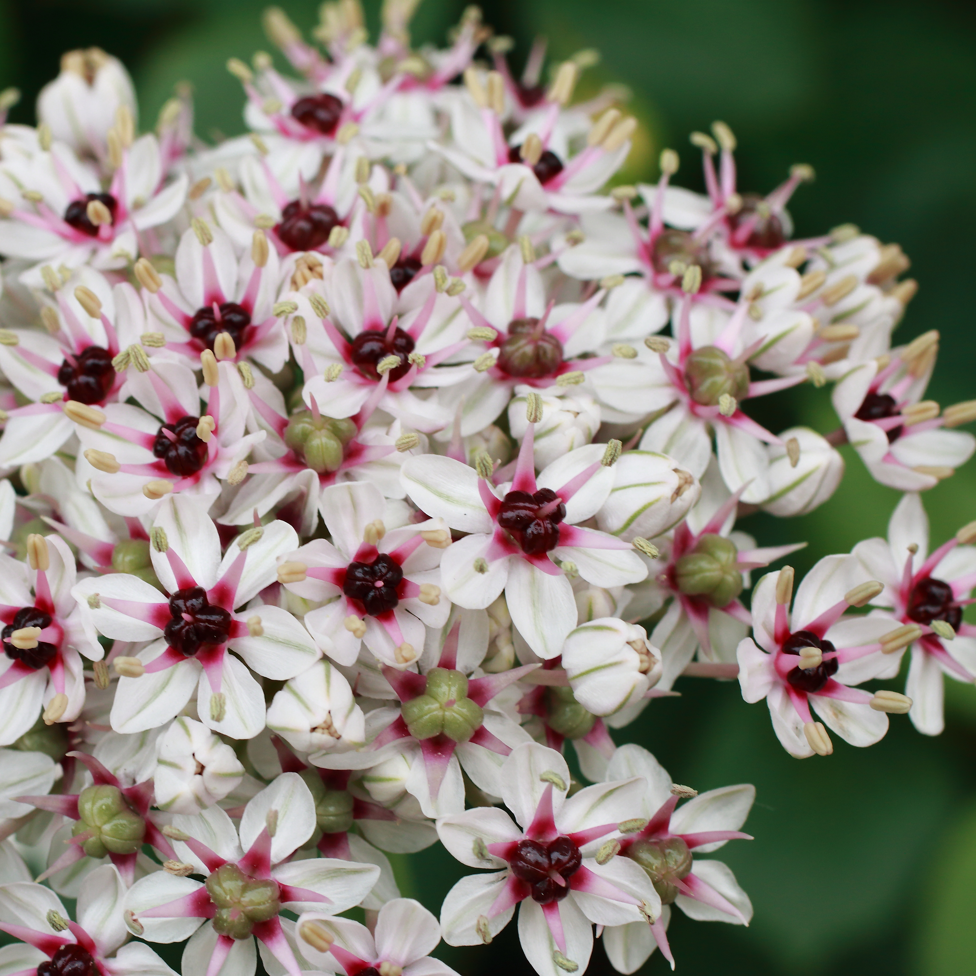 allium-silver-spring-1st-1