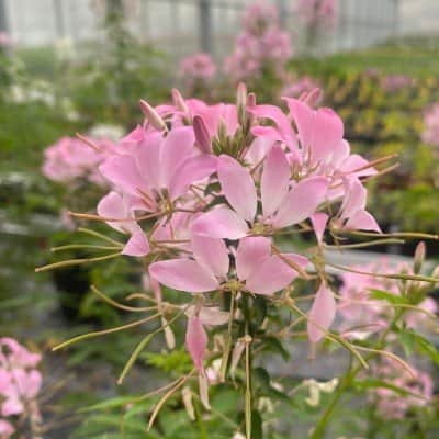 paradisblomster-arana-rosa-3-plantor-1