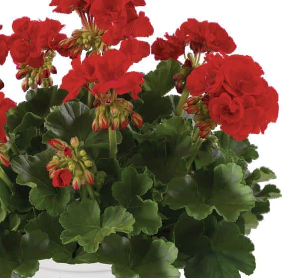 zonalpelargon-eco-red-smart-dark-red-12cm-kru-1