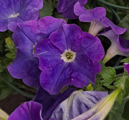 petunia-surfina-marine-12cm-kruka-1