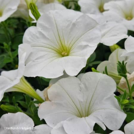 petunia-sweetunia-white-105cm-kruka-1