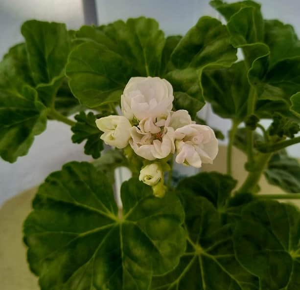 tulpanpelargon-emma-vit-3st-sticklingar-1