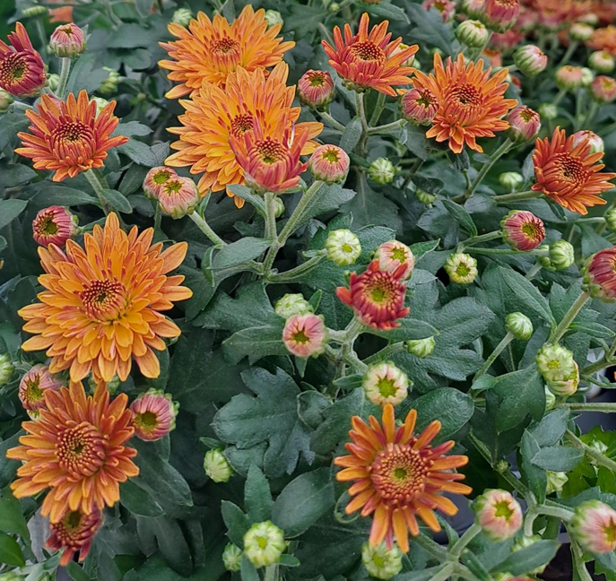 bollkryss-orange-12cm-kruka-2