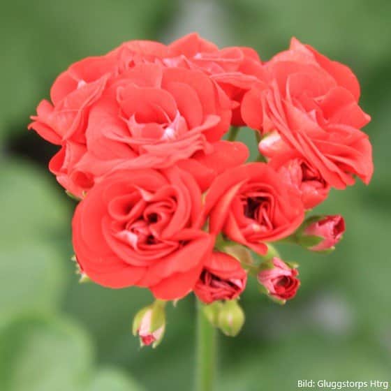 rosenknoppspelargon-red-rosebud-9-cm-kruka-1