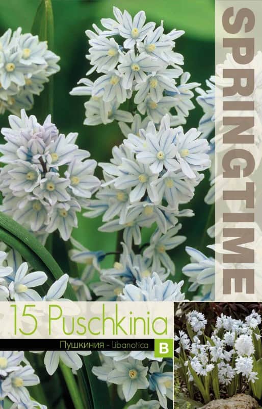 porslinshyacint-libanotica-15st-2