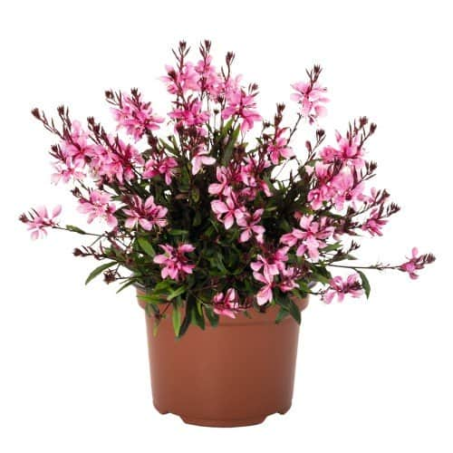 sommarljus-graceful-pink-105cm-kruka-1