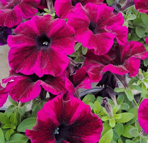 petunia-sweetunia-johnny-flame-105cm-kruka-1