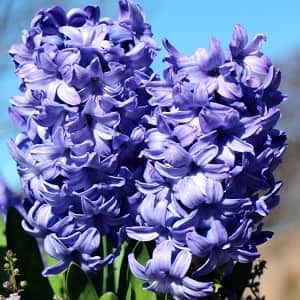 hyacint-delft-blue-5st-1