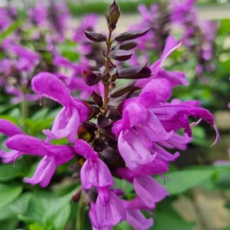salvia-rockin-true-lavender-105cm-kruka-1