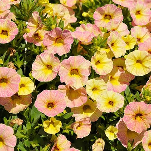 minipetunia-rainbow-pink-pepperberry-105cm-kr-1