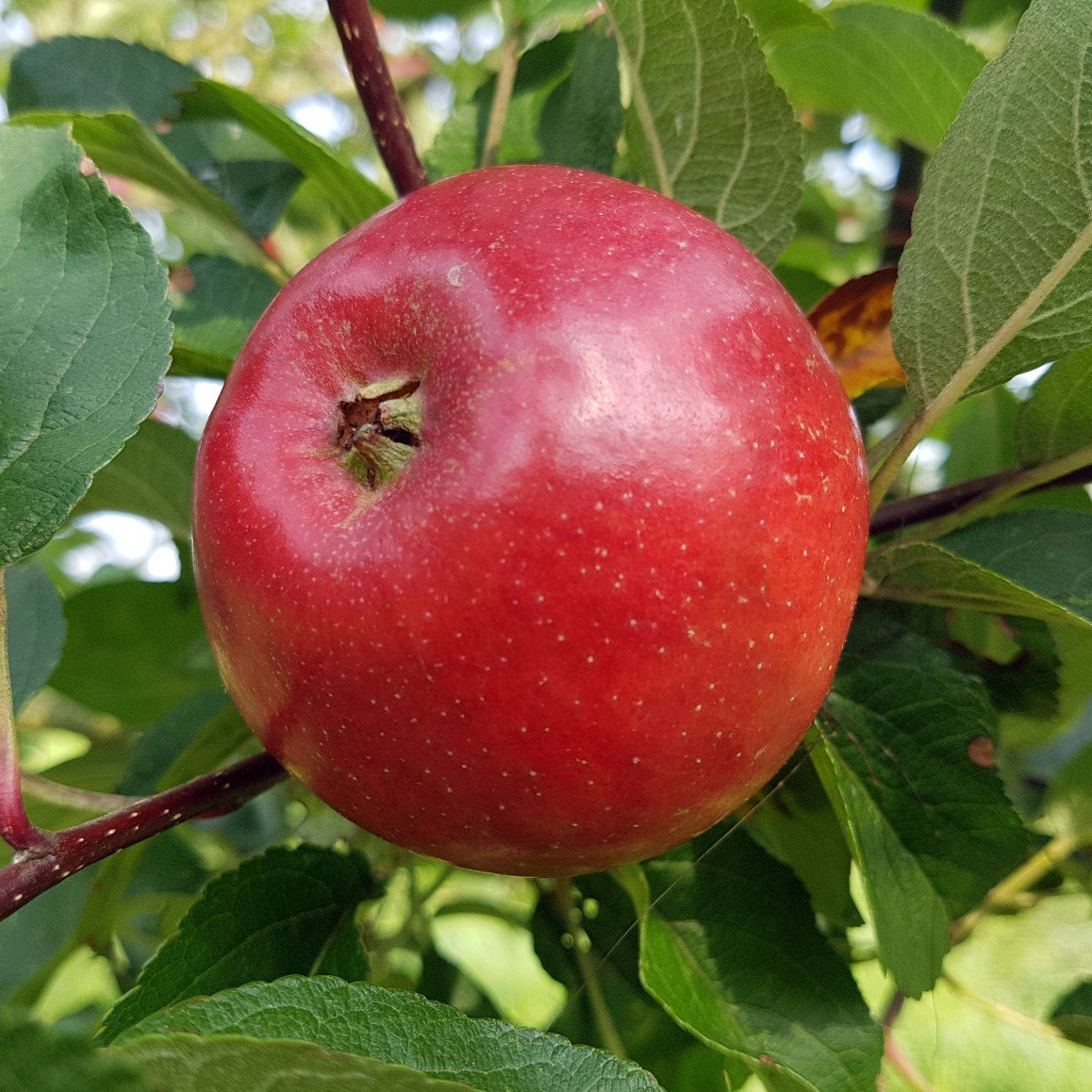 Äpple ’Folke’ E A2 co