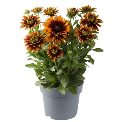 sommarrudbeckia-rudy-double-orange---3-planto-1