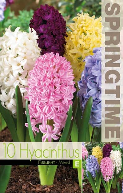hyacint-mixed-10st-2