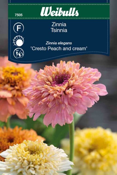 zinnia-cresto-peach-and-cream-1