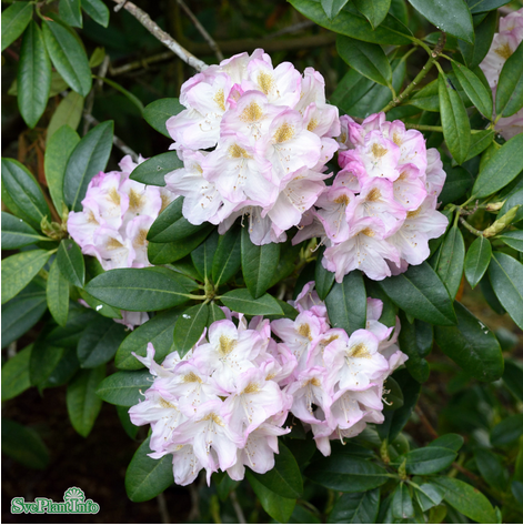 rhododendron-brigitte-5-liters-kruka-1