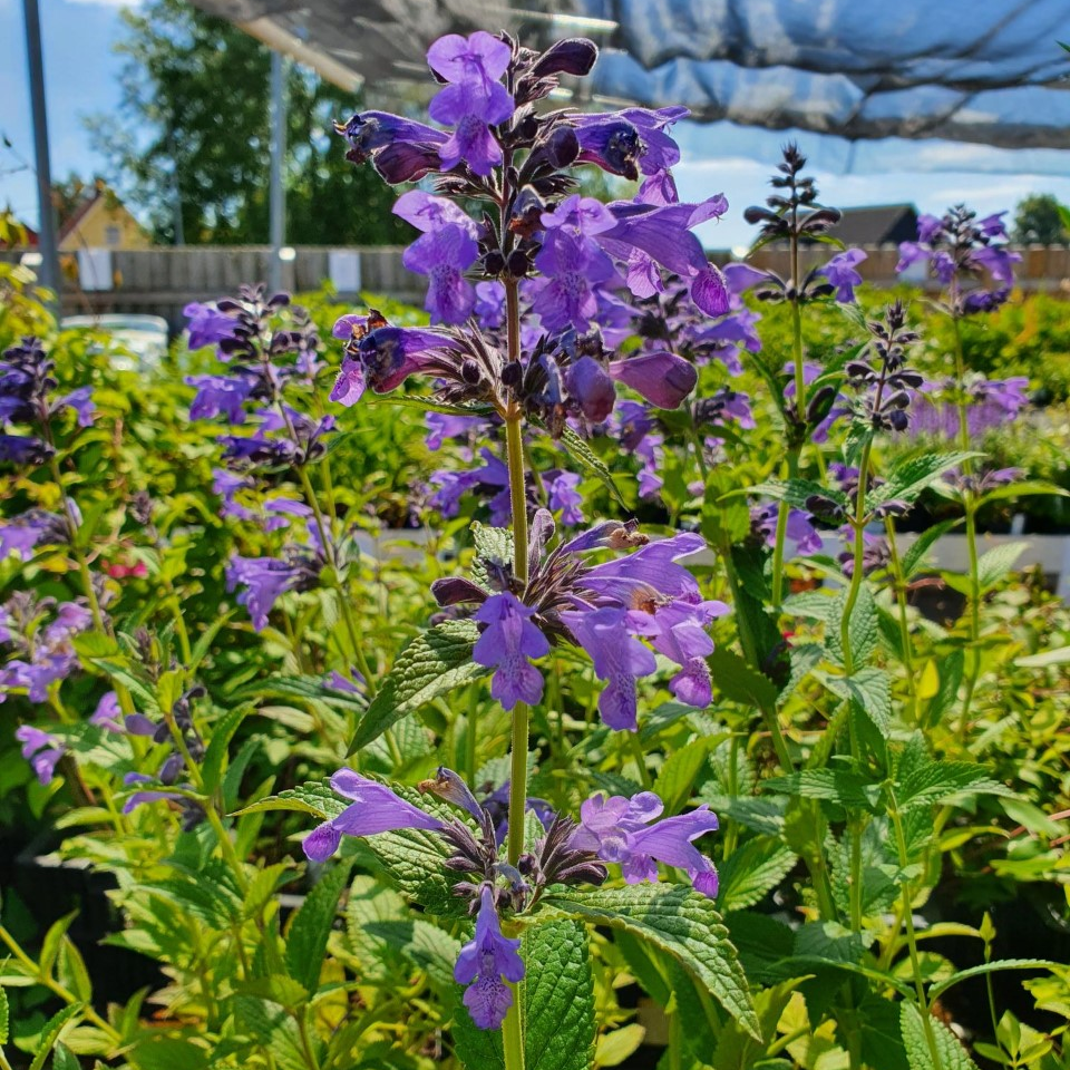 Nepeta ’Weinheim Big Blue’