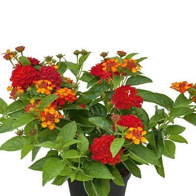 eldkrona-calippo-flame-105cm-kruka-1