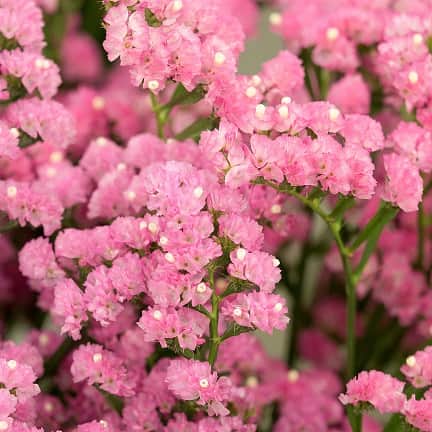 blrisp-pink---3-plantor-1