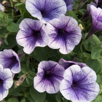 petunia-potunia-blueberry-ice---3-plantor-1