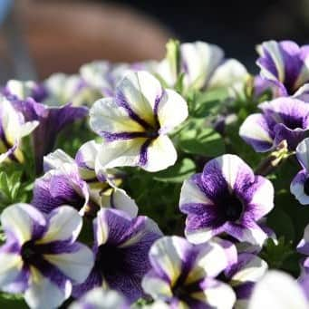 petunia-blueberry-muffin---3-plantor-1