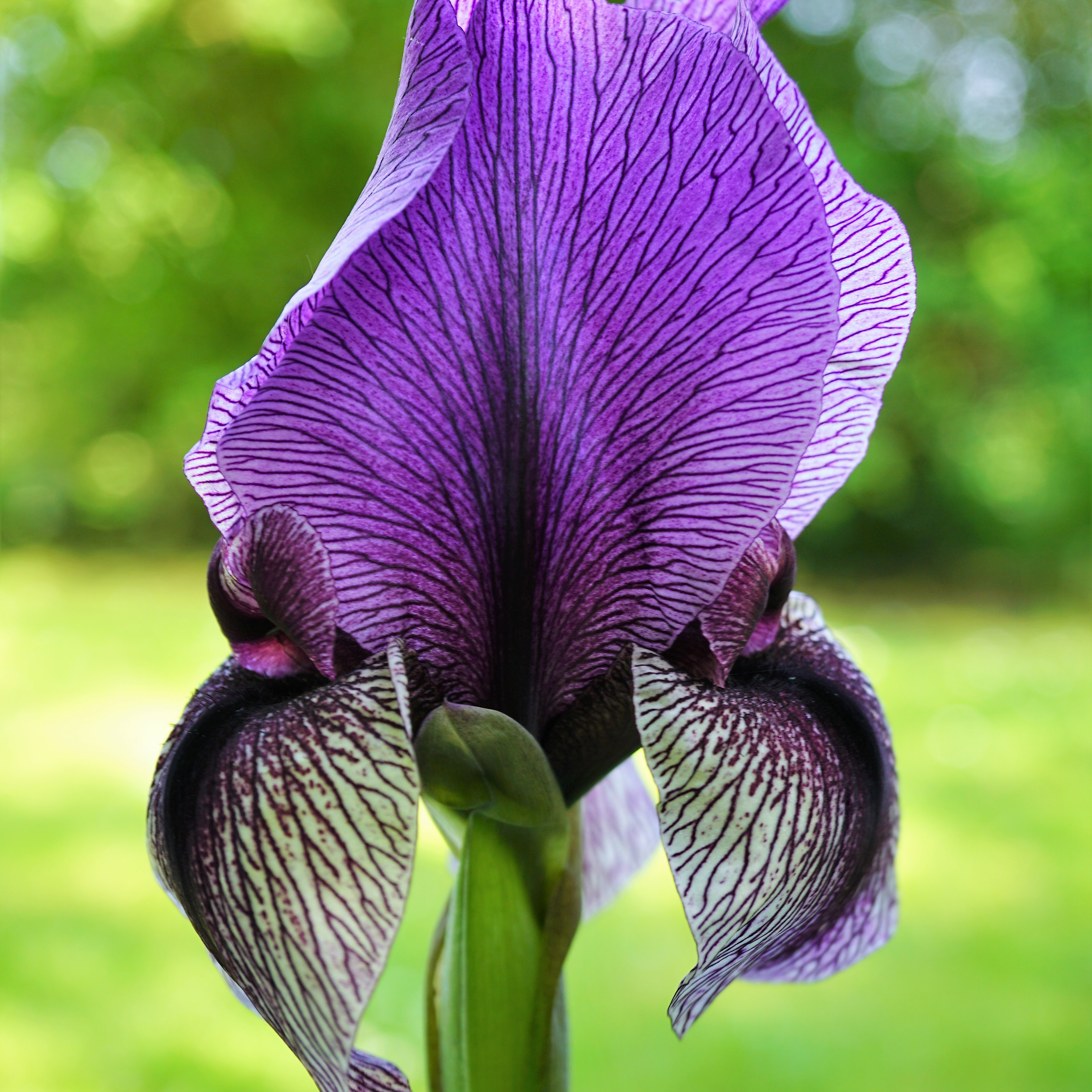 regeliocyclus-iris-dardanus-1st-1