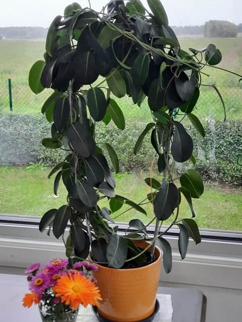 vxtstd-droppe-galvad-large-79x42cm-1