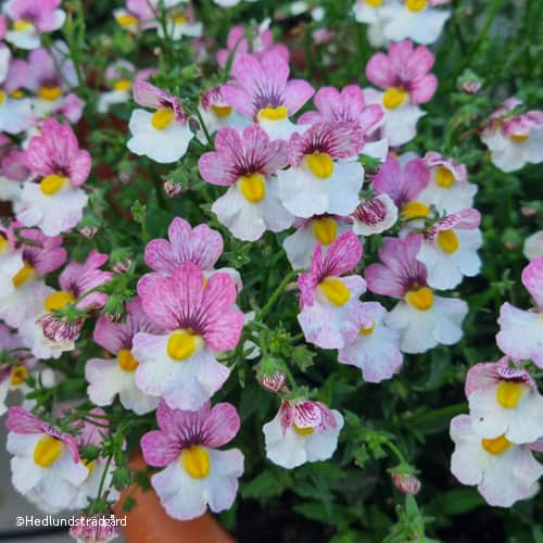 nemesia-plus-lychee---3-plantor-1