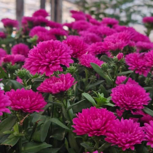 hstaster-magenta-105cm-kruka-1