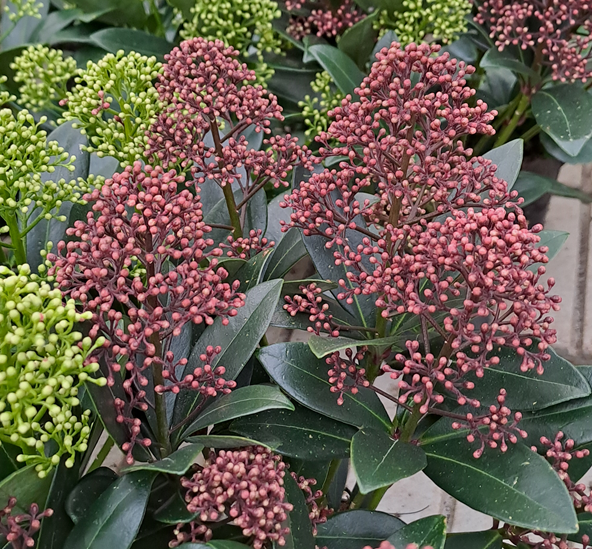 vinterbr-skimmia-rubella-105cm-kruka-1