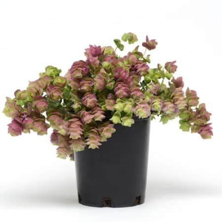 humleblomma-kirigami-12cm-kruka-1