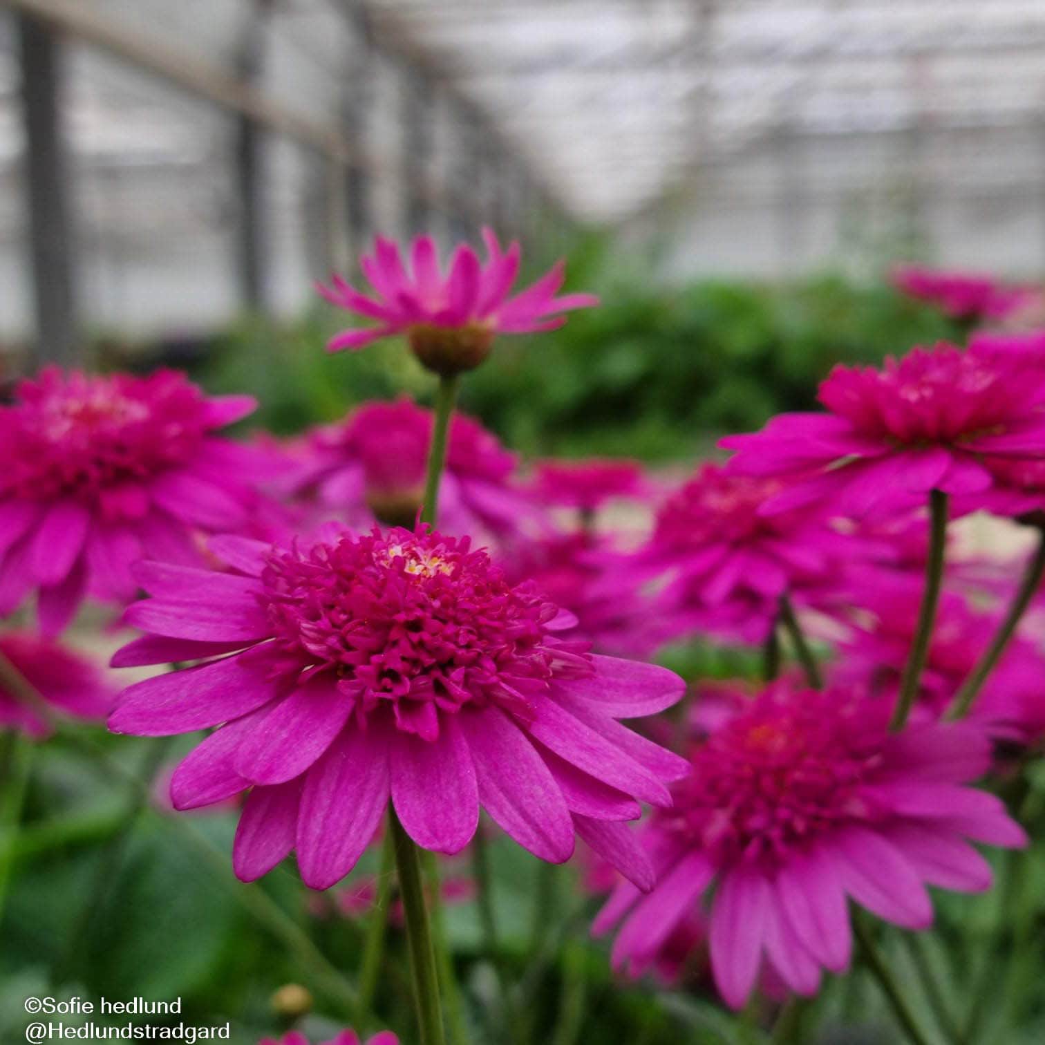 margerit-madeira-crested-hot-pink---3-plantor-1