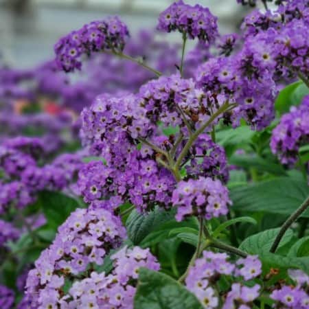 heliotropium-marine-blue-105cm-kruka-1