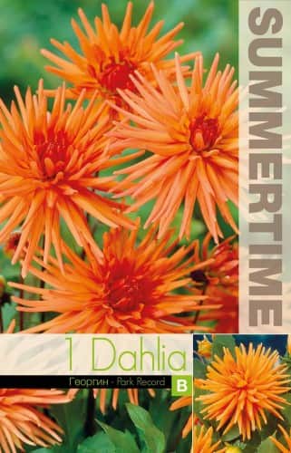dvrg-kaktus-dahlia-park-record-1st-1