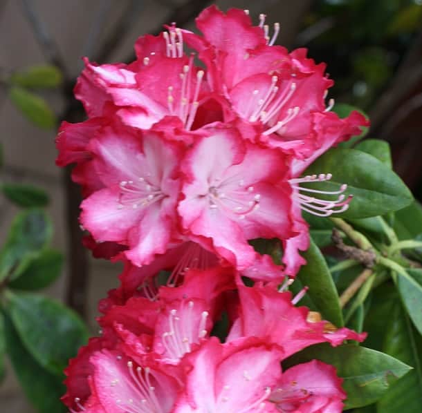 rhododendron-ann-lindsay-5-liters-kruka-1