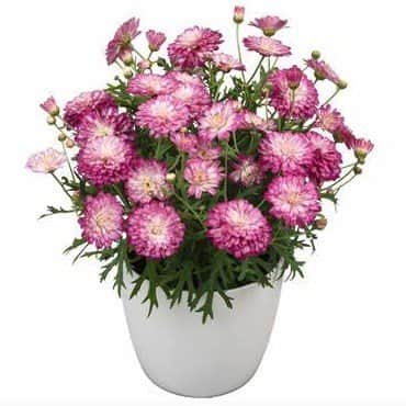 margerit-day-zee-double-pink-white-105-cm-kru-2