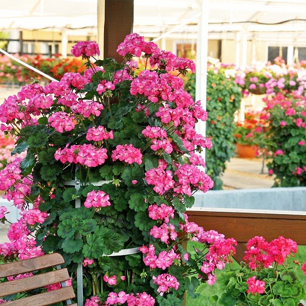 Spaljépelargon 'Antik Pink' 12cm kruka