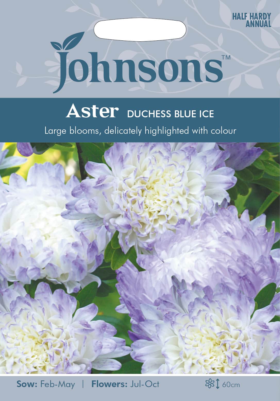 sommaraster-duchess-blue-ice-fr-1