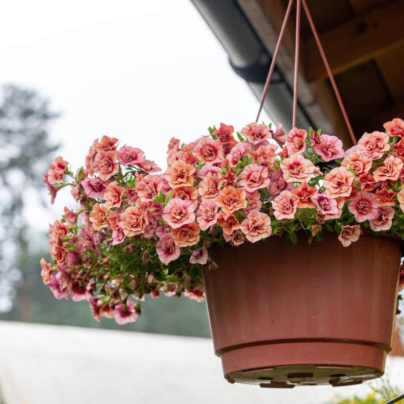 minipetunia-aloha-double-apricot-105cm-kruka-1