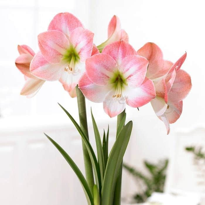 amaryllis-appleblossom-1st-2