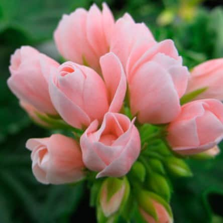 tulpanpelargon-emma-dk-3st-sticklingar-1