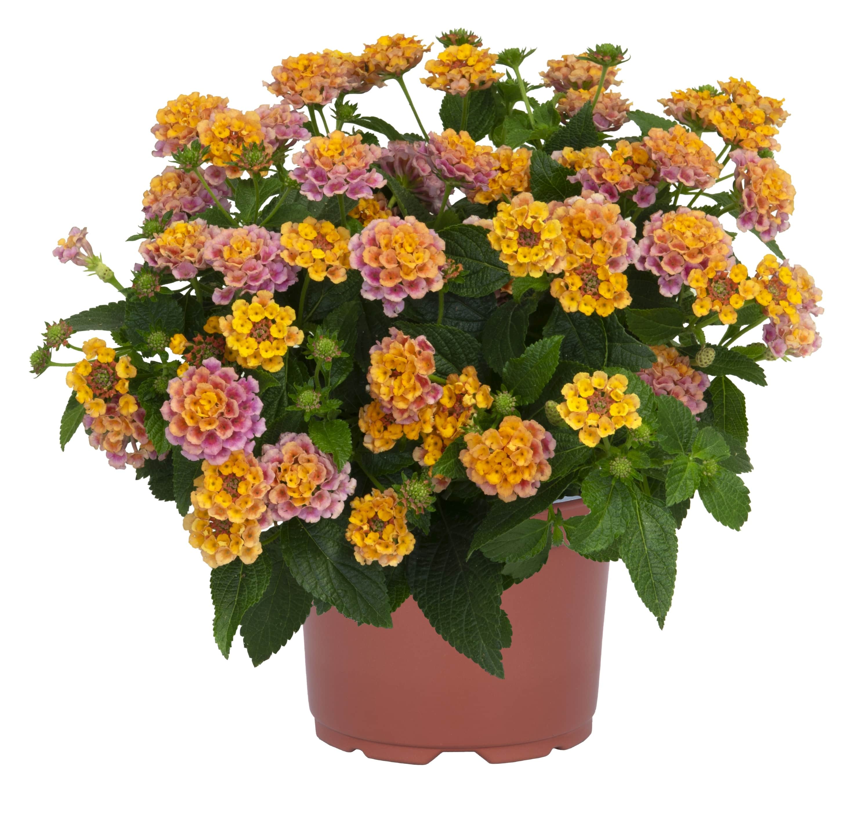 eldkrona-havanna-rose---3-plantor-1