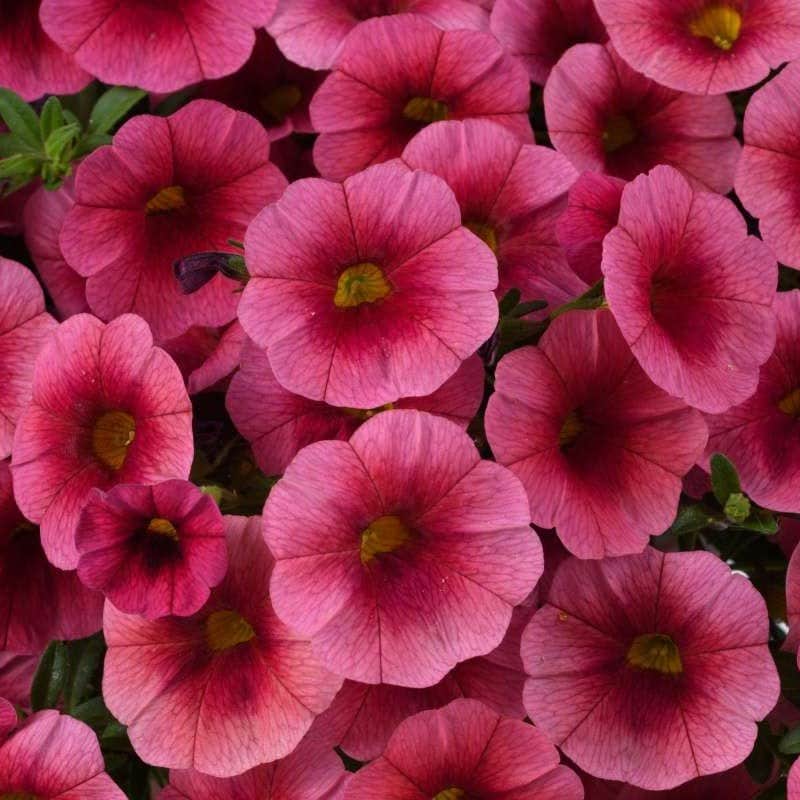 minipetunia-colibri-malibu-pink---3-plantor-1